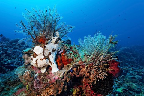 Painted frogfish