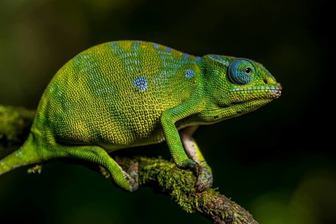 Petters petter's chameleon
