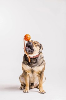 Bulldog playing with toy over white background