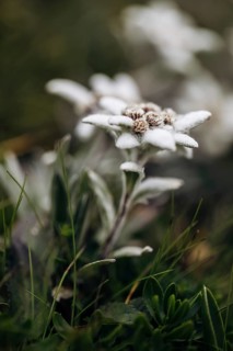 Alpine edelweiss