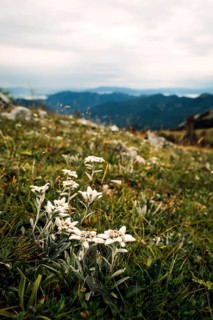 Alpine edelweiss