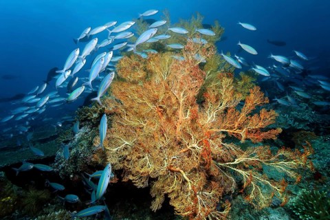 Shoal of goldband fusilier