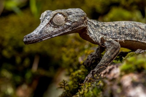 Giant leaf-tailed gecko