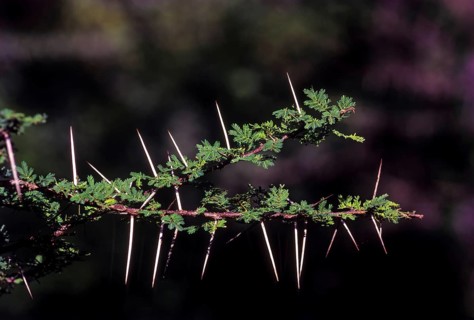 Medicinal plants Gum arabic tree