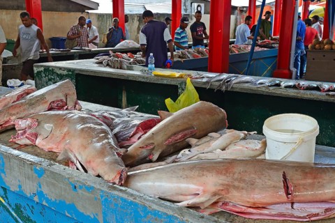 Freshly caught sharks for sale