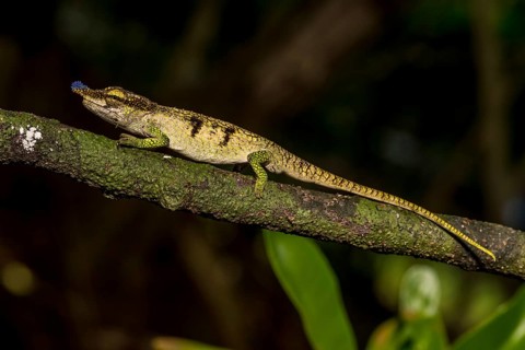 Blue-nosed Chameleon
