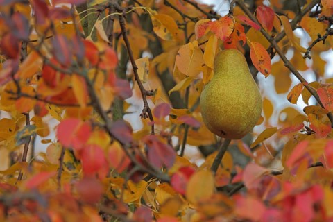 European pear