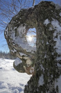 Sunbeams through warty birch