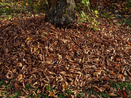 Autumn leaves and green shoots under a cherry tree in a garden