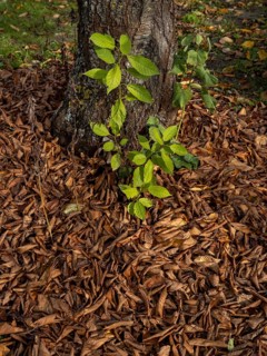 Autumn leaves and green shoots under a cherry tree in a garden