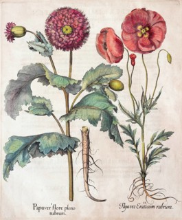 Opium poppy