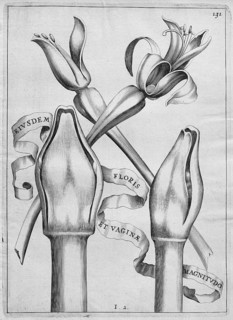 Amaryllis