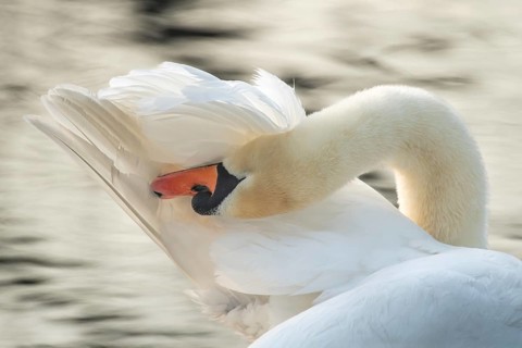 Mute Swan