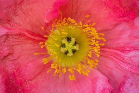 Poppy