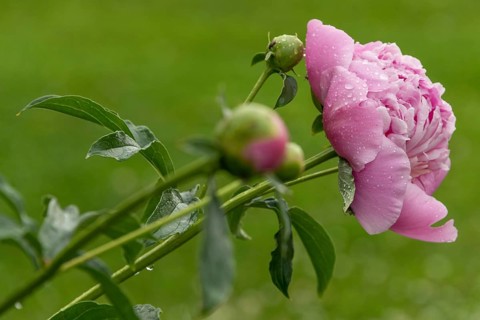 European peony