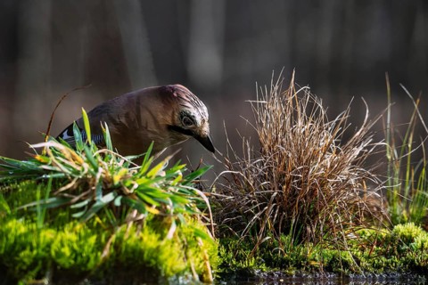 Adult Eurasian jay