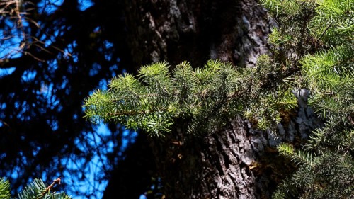 Branch of a Kefalonia fir