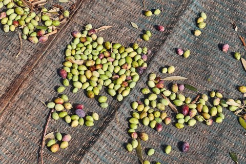 Olives