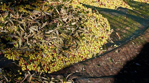 Olives