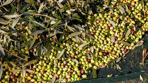 Olives
