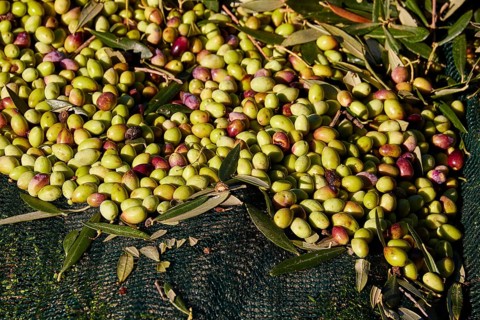 Olives