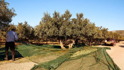 Olives