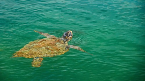 Swimming sea turtle