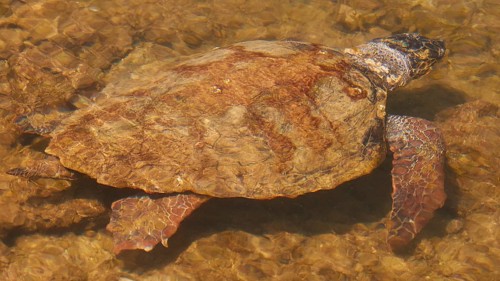 Swimming sea turtle