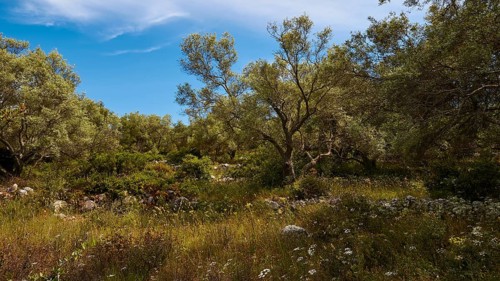 Olive grove
