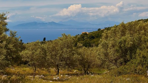 Olive grove