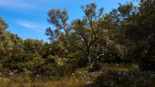 Olive grove