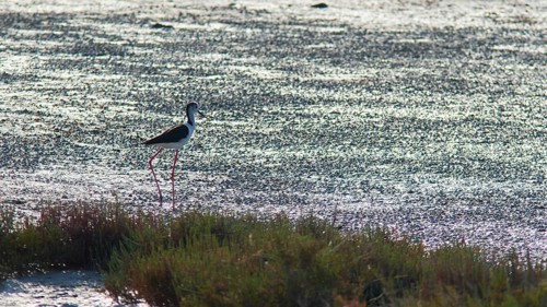 Curlew