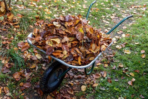 Autumn leaves in wheelbarrow in the garden