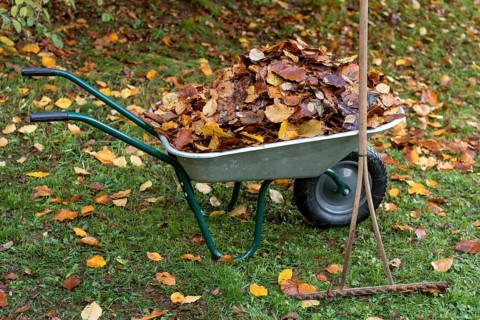 Autumn leaves in wheelbarrow with old rake in garden