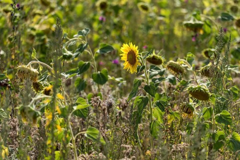 Bright yellow flower of a single sunflower