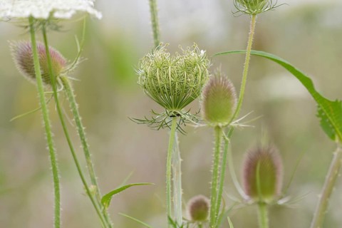 Wild carrot