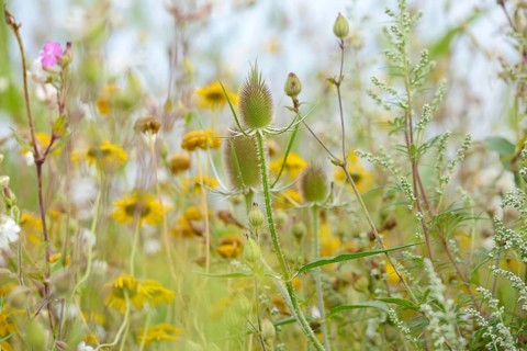 Flowering strips