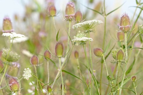 Flowering strips