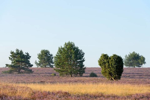 Heathland