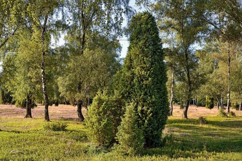Heathland