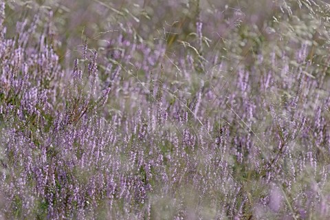 Heathland