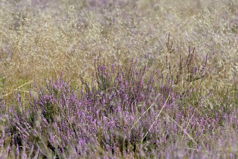 Heathland