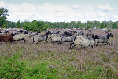 Heathland