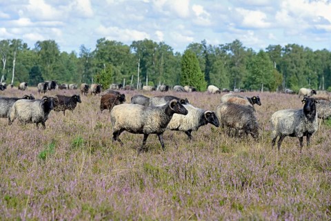 Heathland