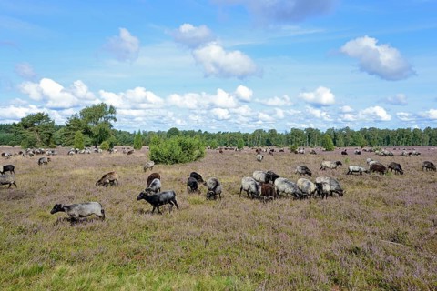 Heathland