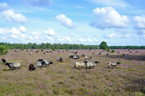 Heathland