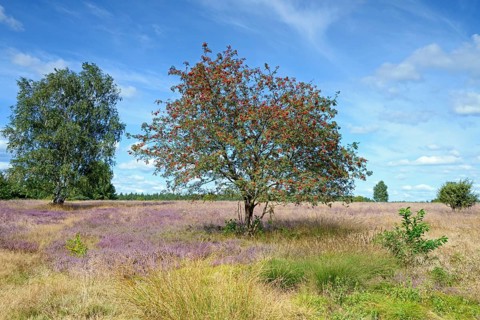 Heathland