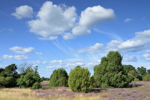 Heathland