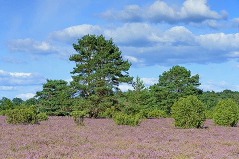 Heathland