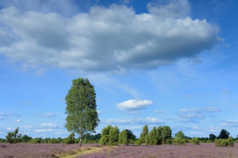 Heathland